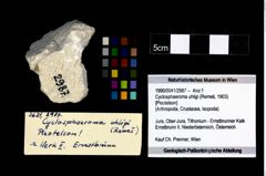 Foto (Objekt + Etikett) von Cyclosphaeroma uhligi (Remeš, 1903) (NHMW-GEO-1990-0041-2987)